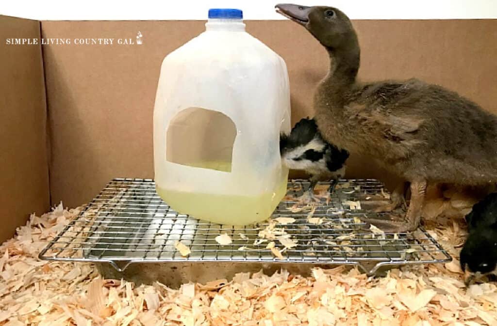 a large brown duckling drinking water from a water jug
