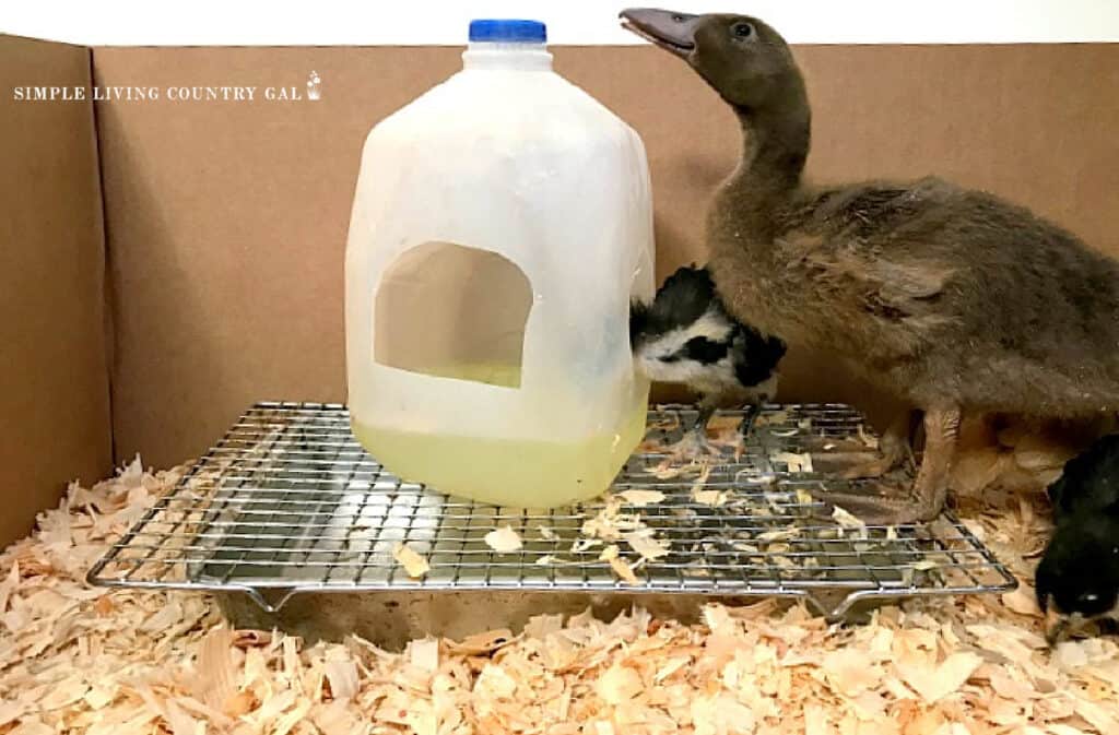 Baby duck brooder set deals up