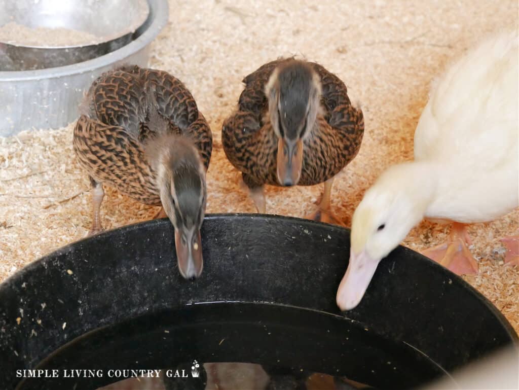 ducklings drinking from water dish