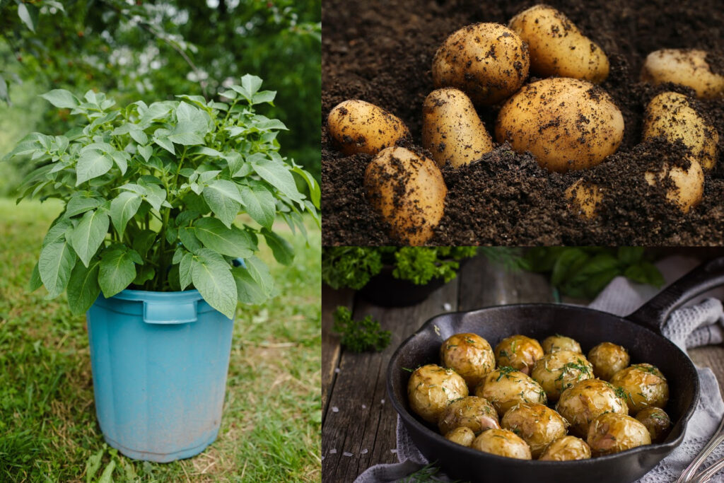 Grow Potatoes in Containers & Bags: 8 Best Secrets!  Grow potatoes in  container, Container potatoes, Planting potatoes