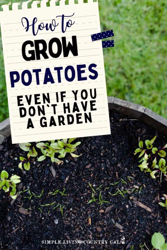 how to grow potatoes in containers