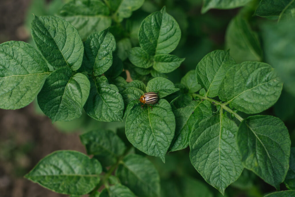 potato bug on a potato plant leaf-2
