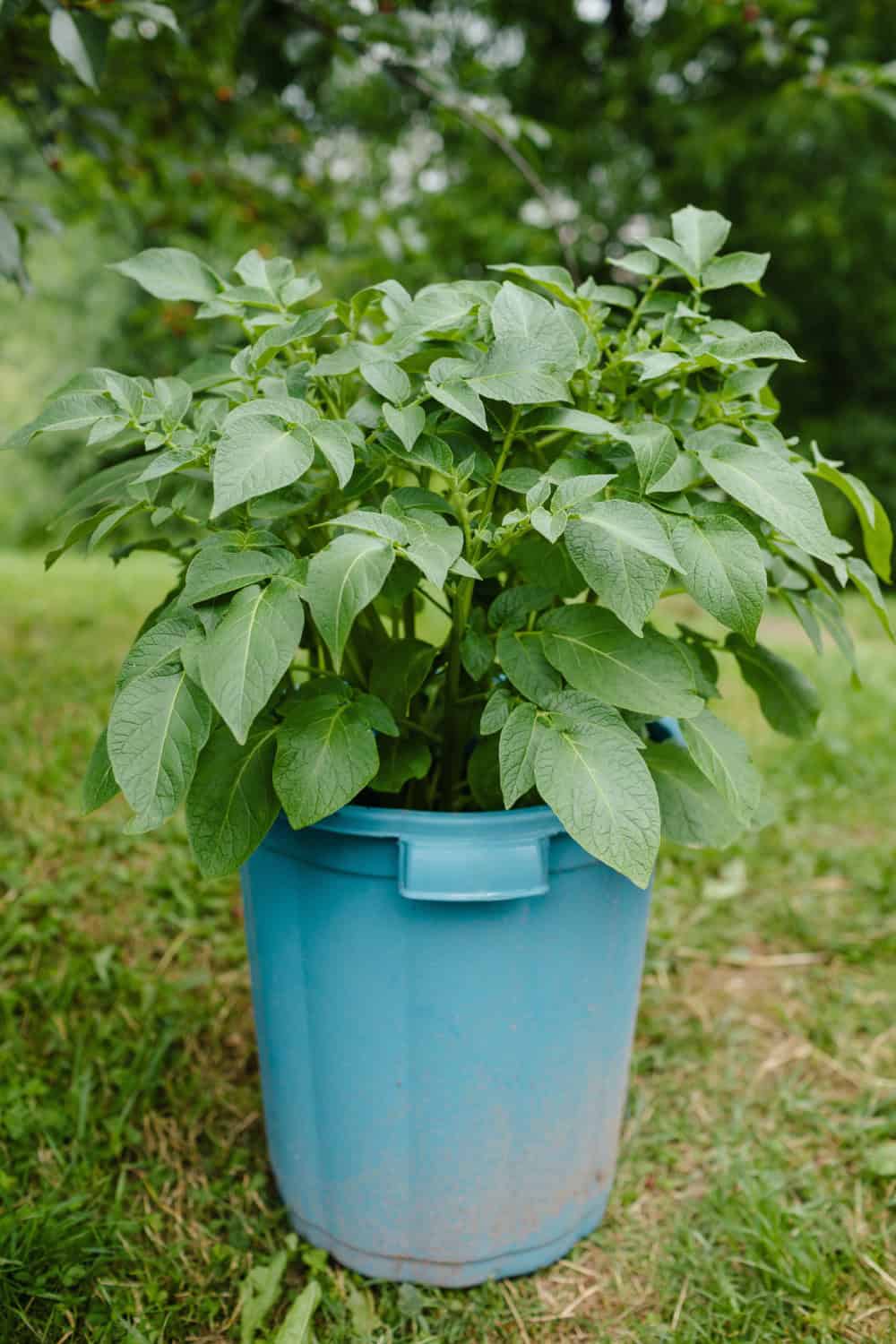 How to Grow Potatoes in Containers Simple Living Country Gal