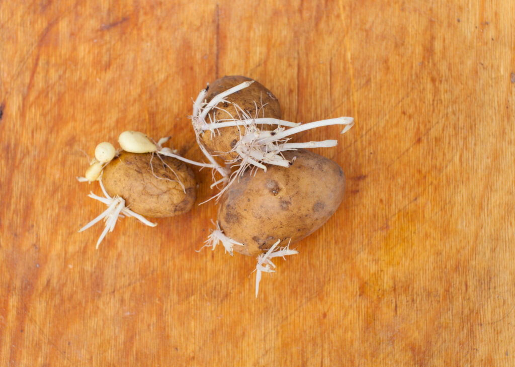 seed potatoes with eyes for planting-2