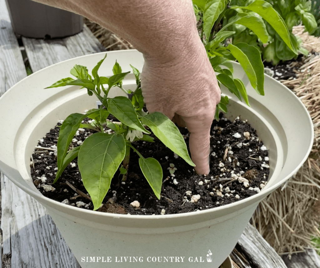woman sticking a finger into the soil of a potted pepper plant 