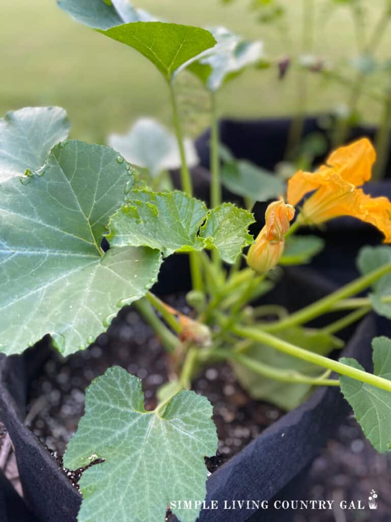 a closeup of a zucchini growing in a gab