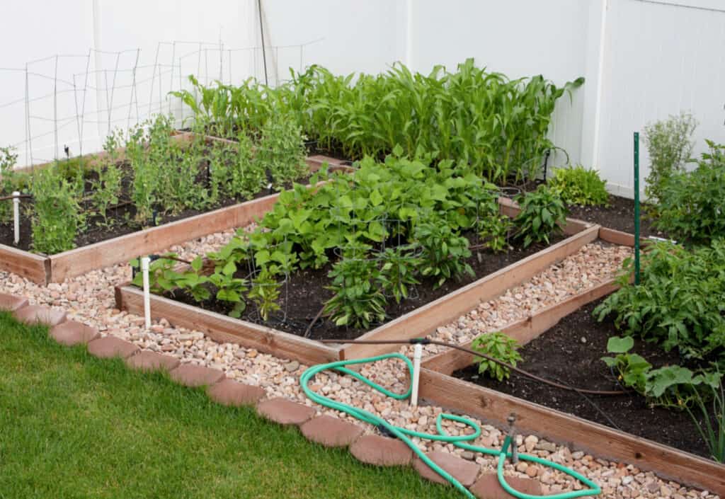 a patch of corn in a raised bed backyard garden setup