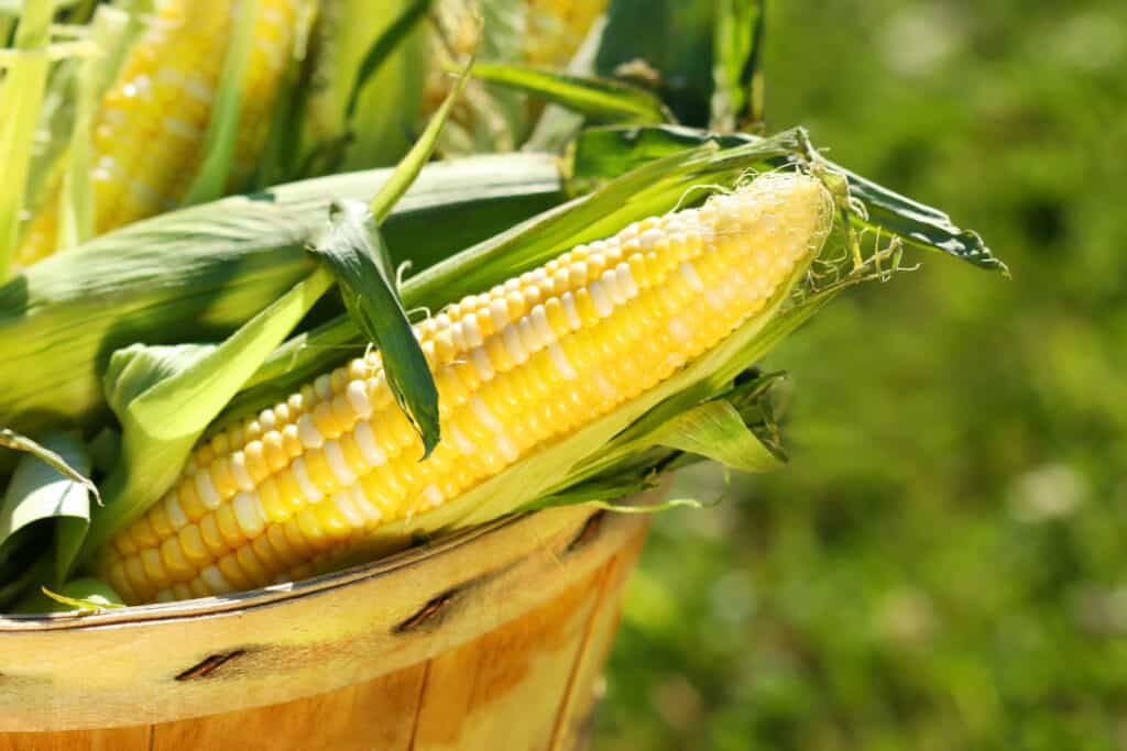 basket of fresh picked sweet corn (1)