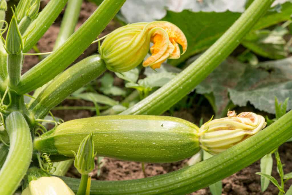 closeup of zucchini growing in a garden