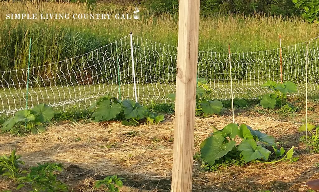 garden of zucchini squash