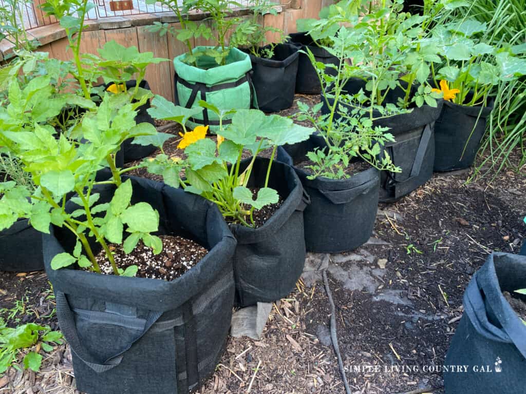 grow bags full of veggies growing in a bed