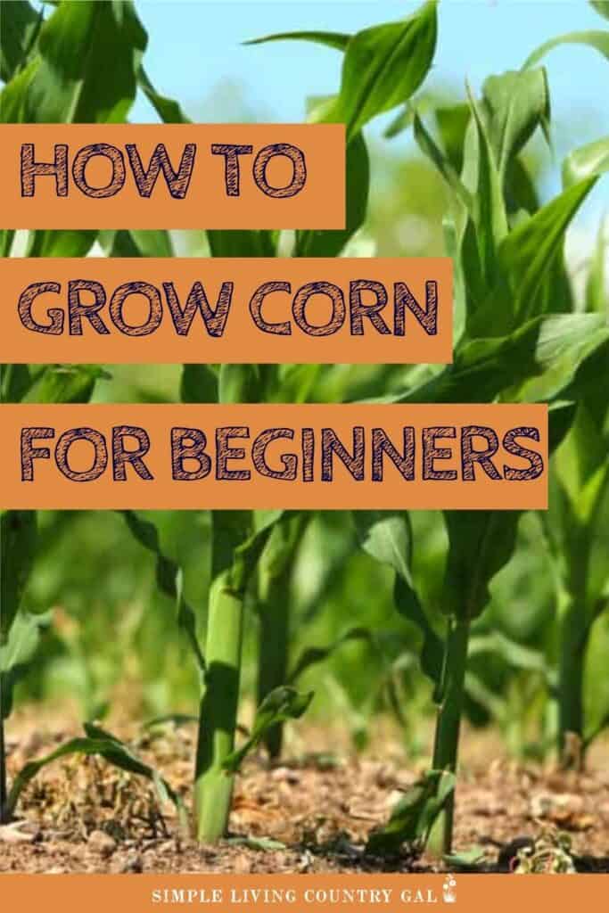 how to grow sweet corn