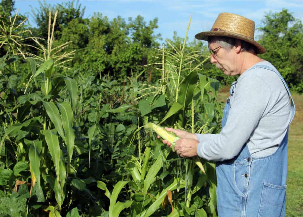 farmer in a straw hat checking his corn crop