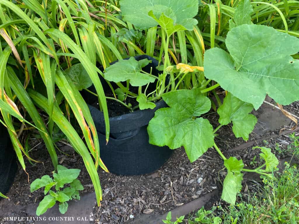 pumpkin plant growing in a bag tucked into a flower bed