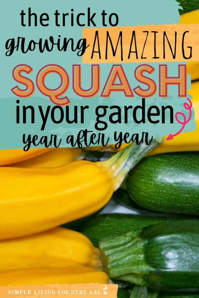 growing squash for beginners