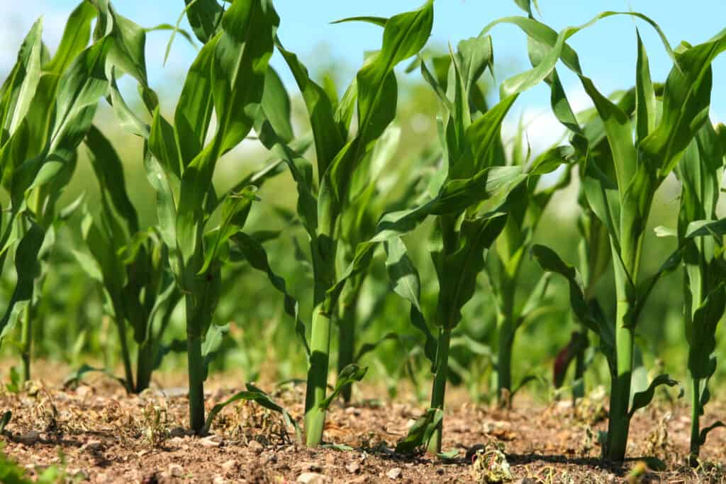 sweet corn growing in short rows in a field