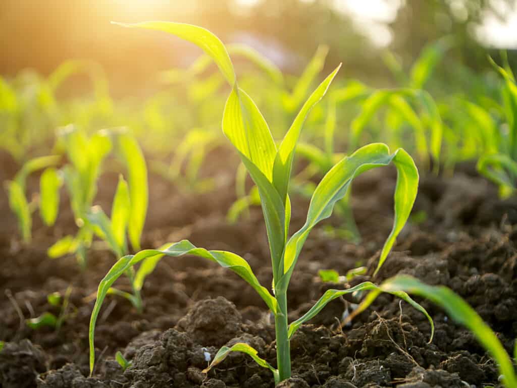 young sweet corn plants growing in the sunshine