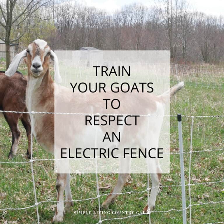 train goats on electric fence