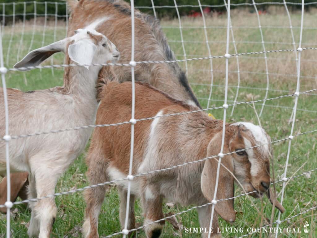 How To Train Goats On Electric Fence