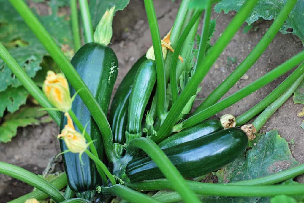 Zucchini plant- fruits and flowers, selective focus on fruit