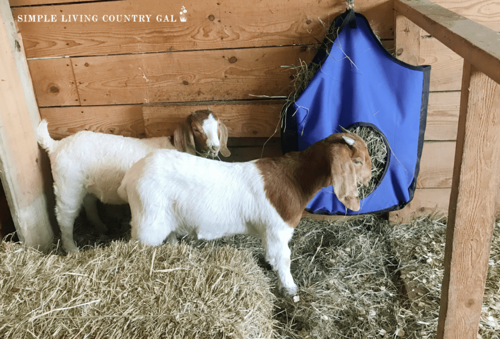 2 boer goats eating hay out of a blue hay feeder.heic (1) 