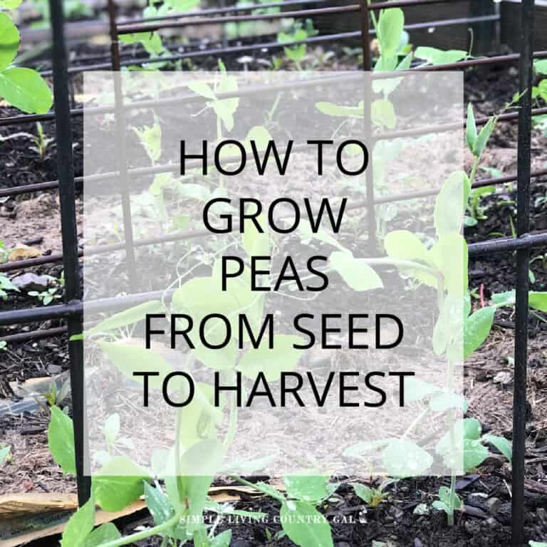How to Grow Peas for Beginners