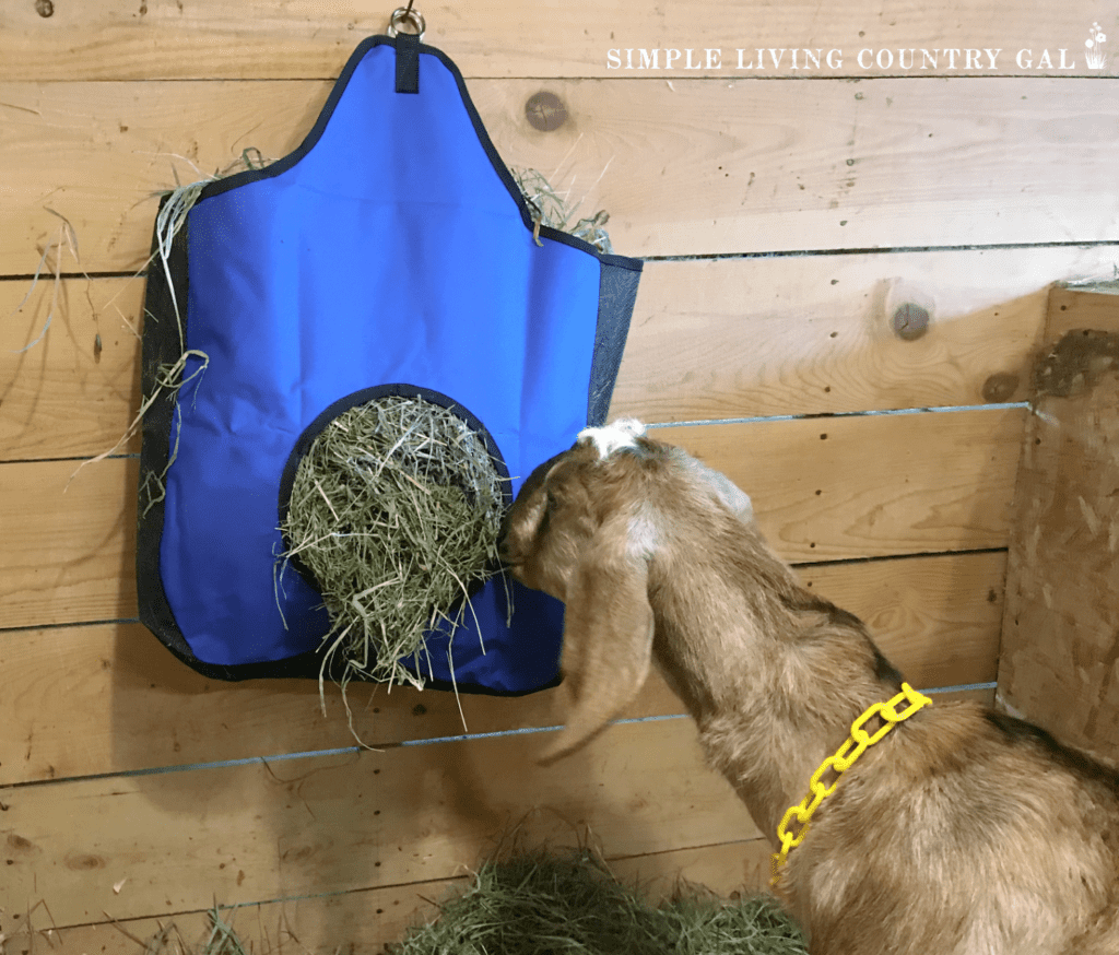 a brown nubian doe eating hay from a canvas hay feeder bag.heic