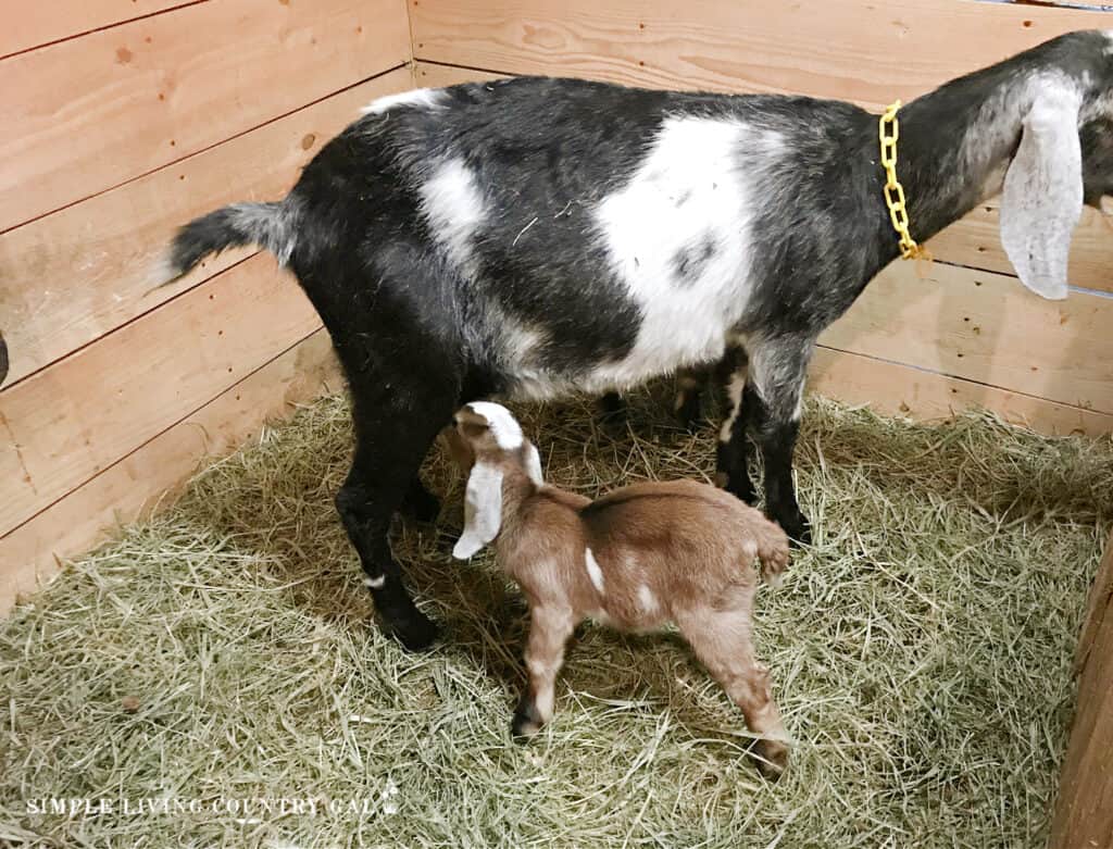 a goat kid nursing on a black doe