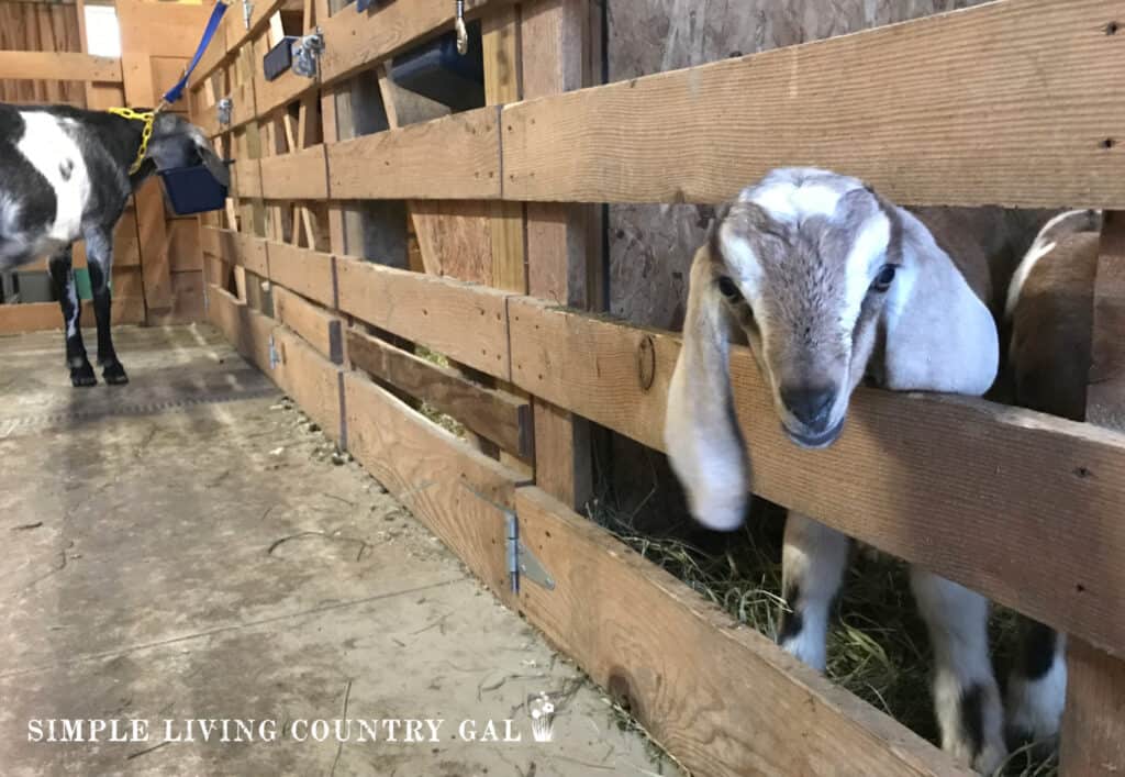 a young goat kid peaking through a wood fence