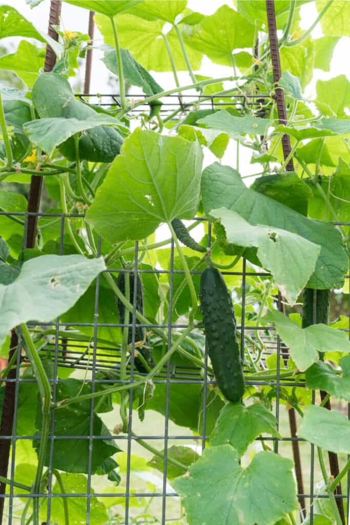 Green cucumber, cucumis sativus, growing on trellis in home garden