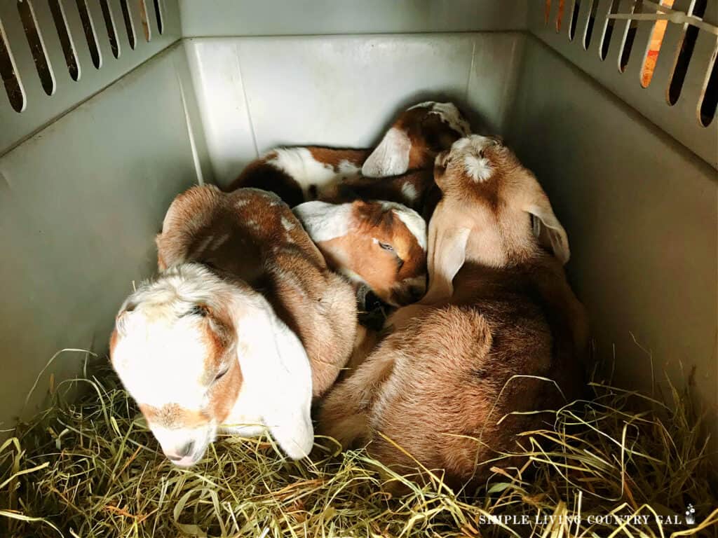 goat kids sleeping in a dog kennel
