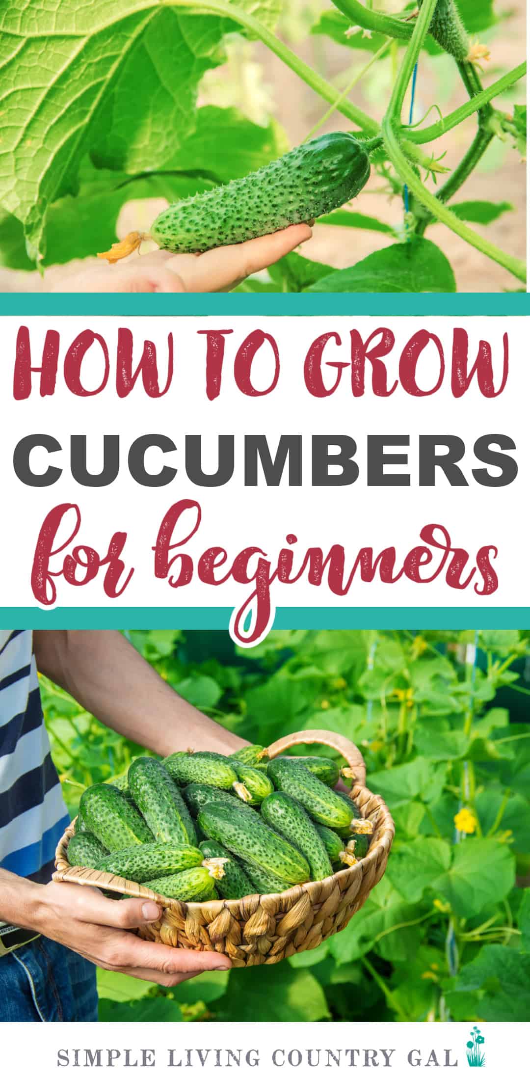 How to Grow Cucumbers for Beginners Simple Living Country Gal