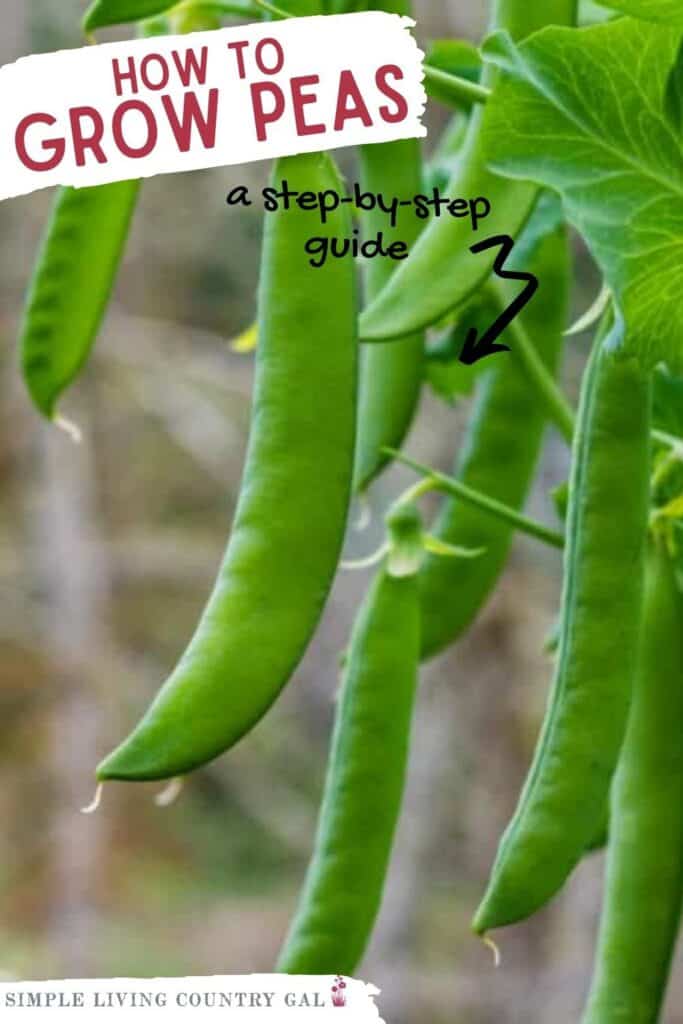 How to grow peas for beginners