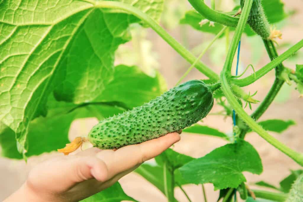 hand holding a cucumber on a vine in a garden. how to grow cucumbers for beginners 