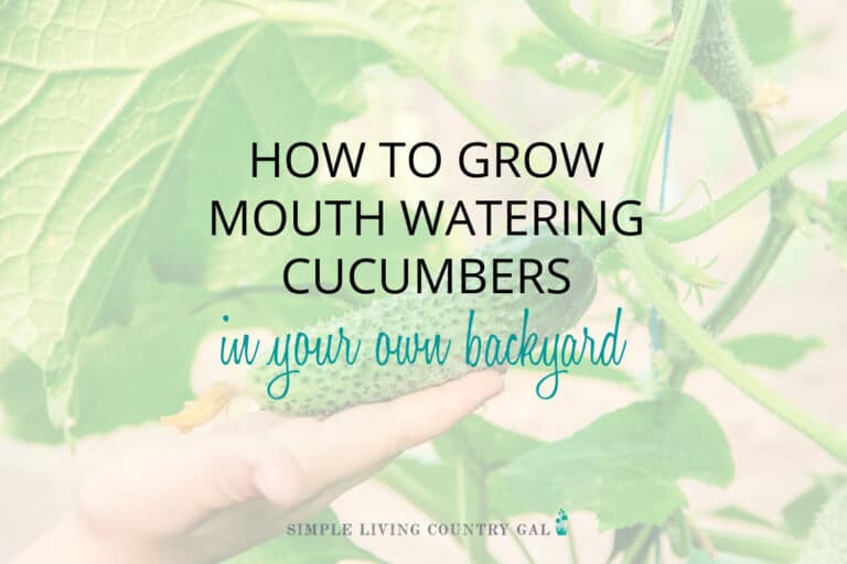 How to Grow Cucumbers for Beginners