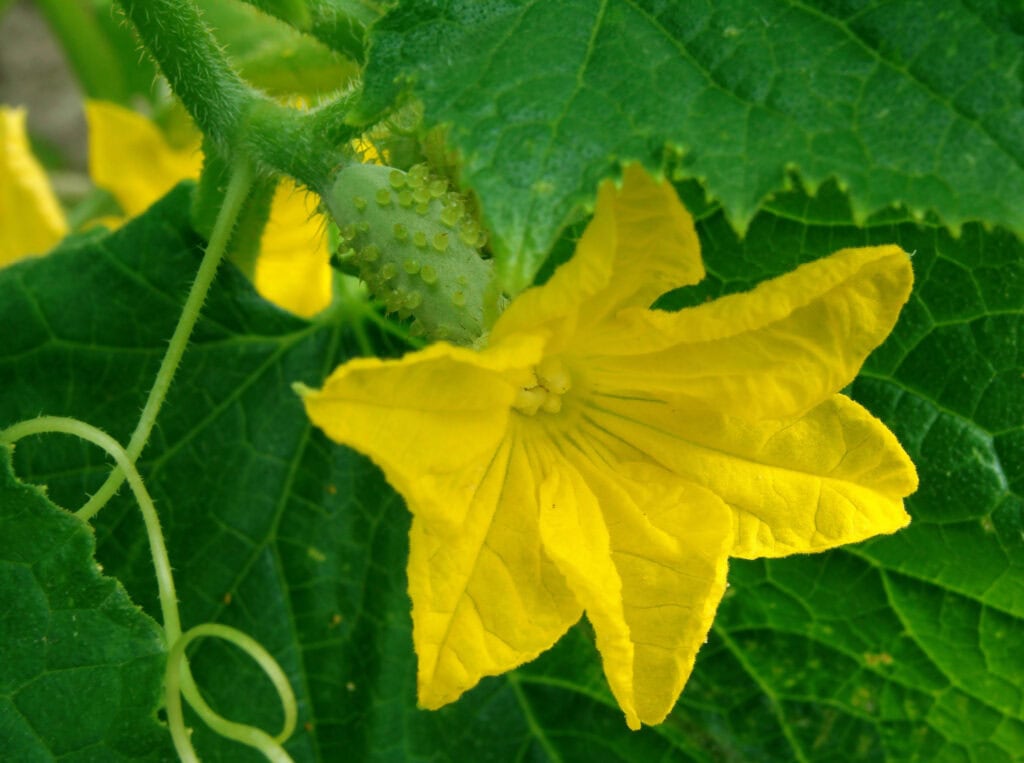 a close up picture of a flower on a cucumber plant growing in a garden