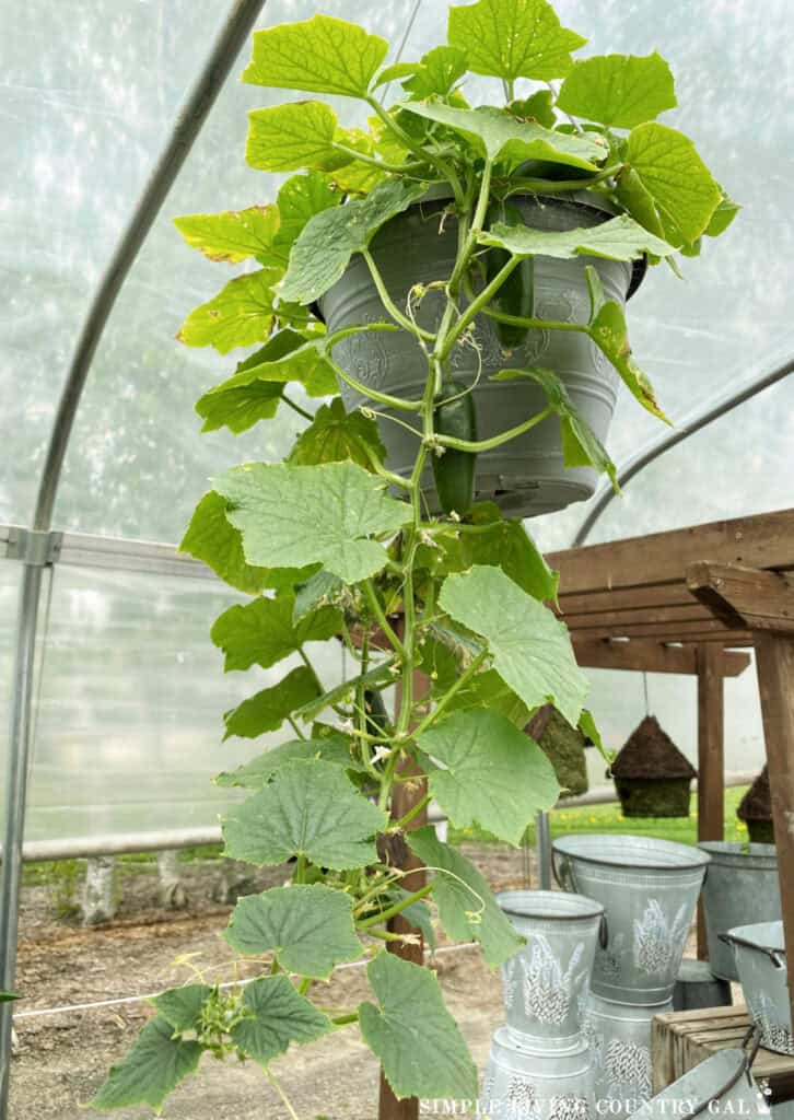 a cucumber plant growing in a hanging pot with vines flowing down