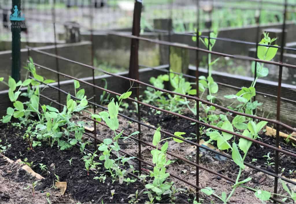 growing peas on a trellis in a garden