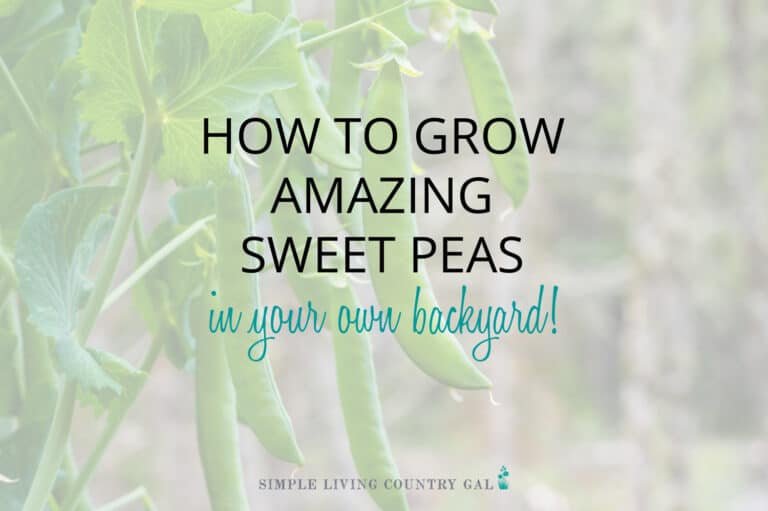 How to Grow Peas for Beginners
