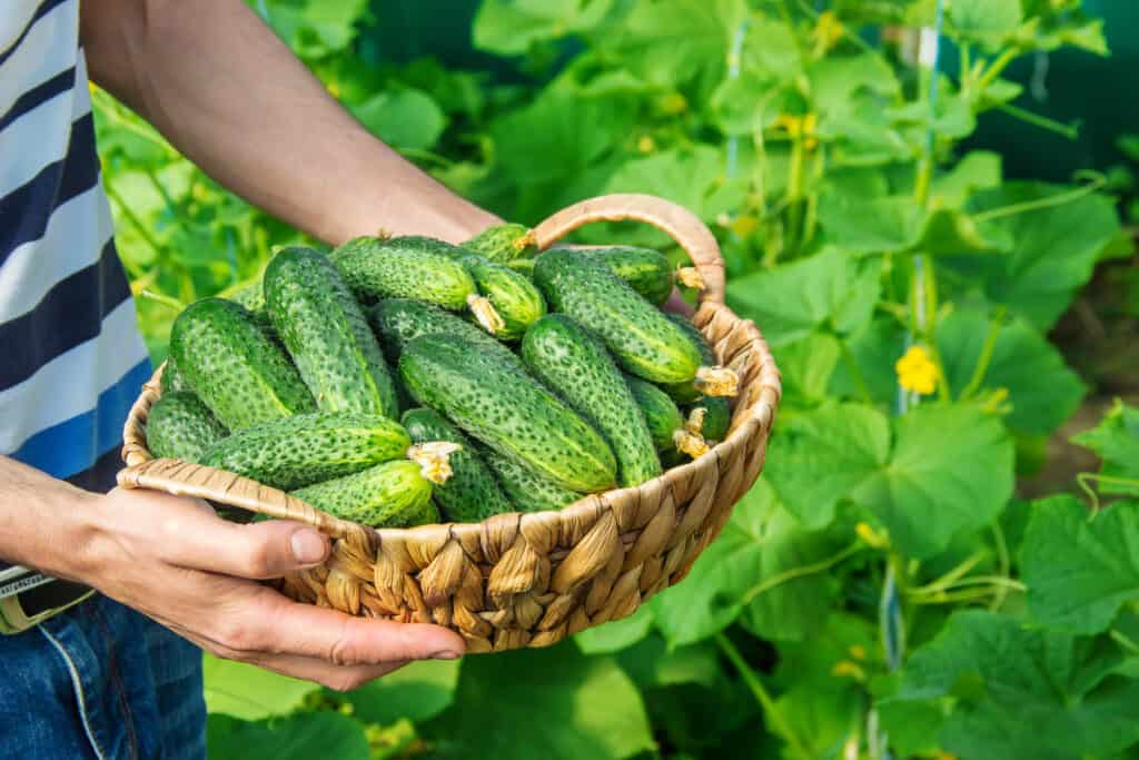 man holding a basket full of cucumbers in a basket 