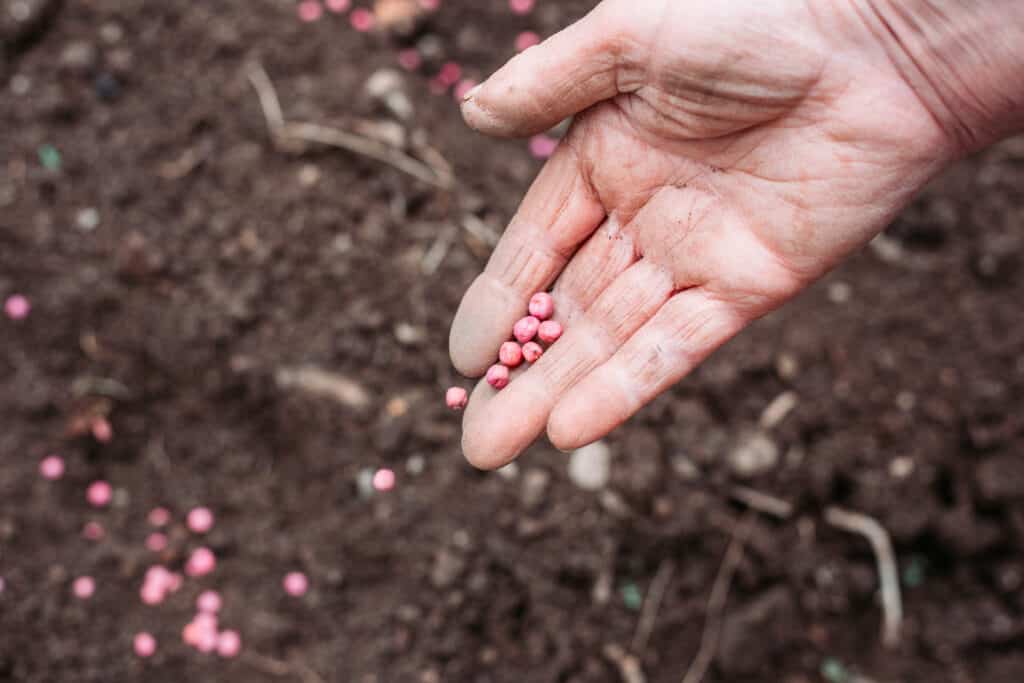 Female farmers hand dropping peas seeds to the ground. Planting peas