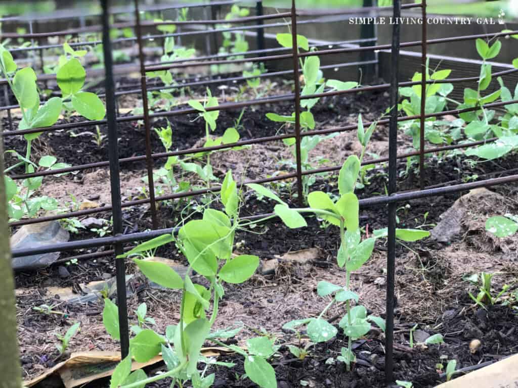 sweat peas growing on a trellis in a raised bed garden