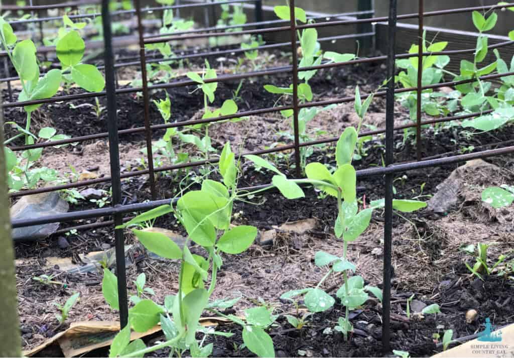 sweet peas growing on a trellis in a garden