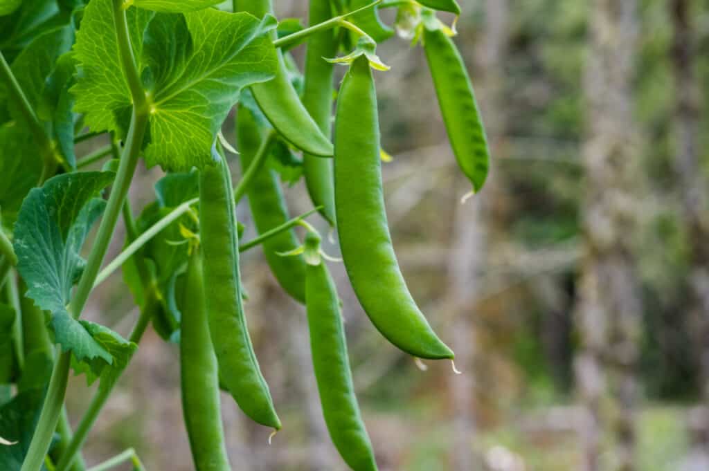 sweet peas growing from a vine in a backyard garden