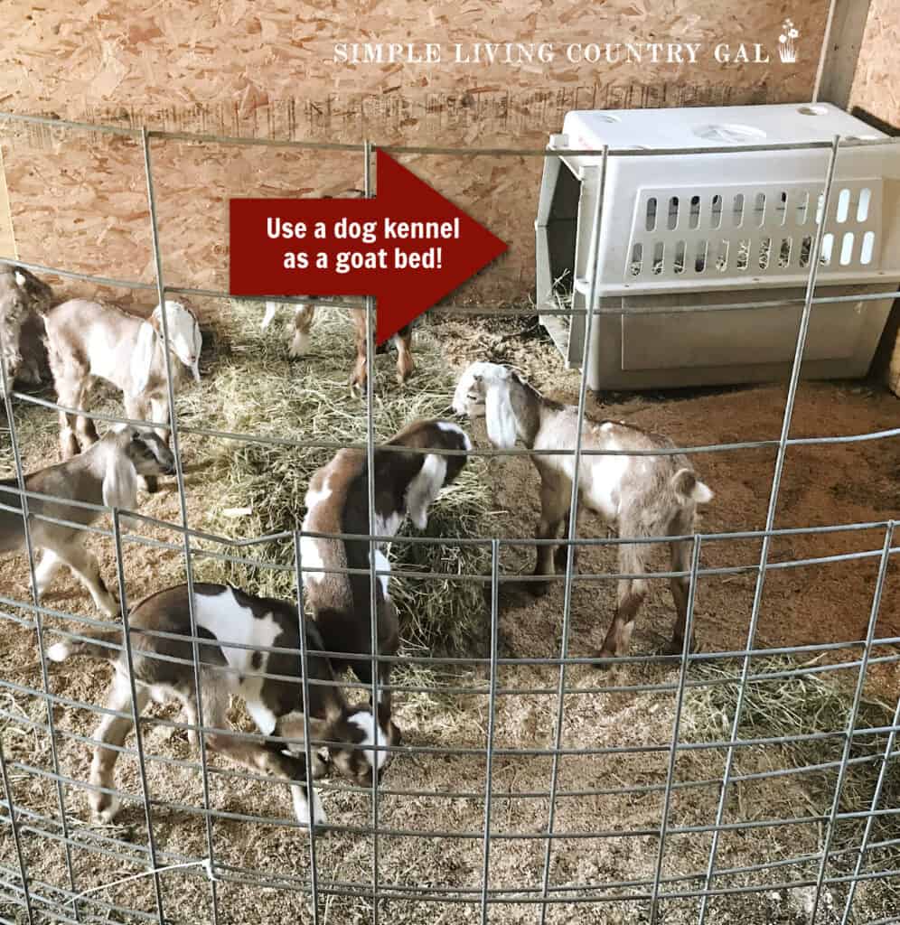 young goat kids in a pen in a barn copy 2