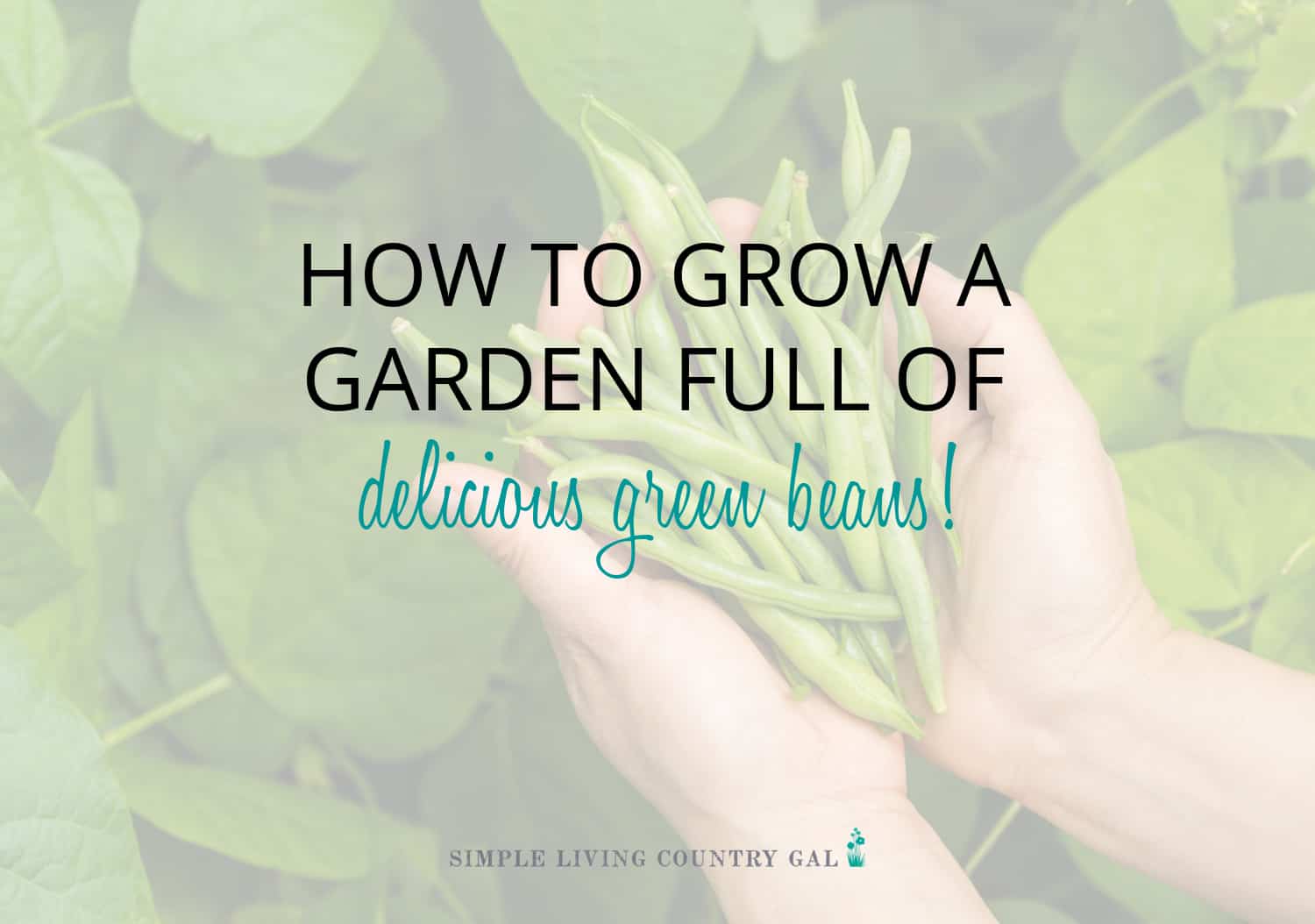 How To Grow Beans For Beginners | Simple Living Country Gal