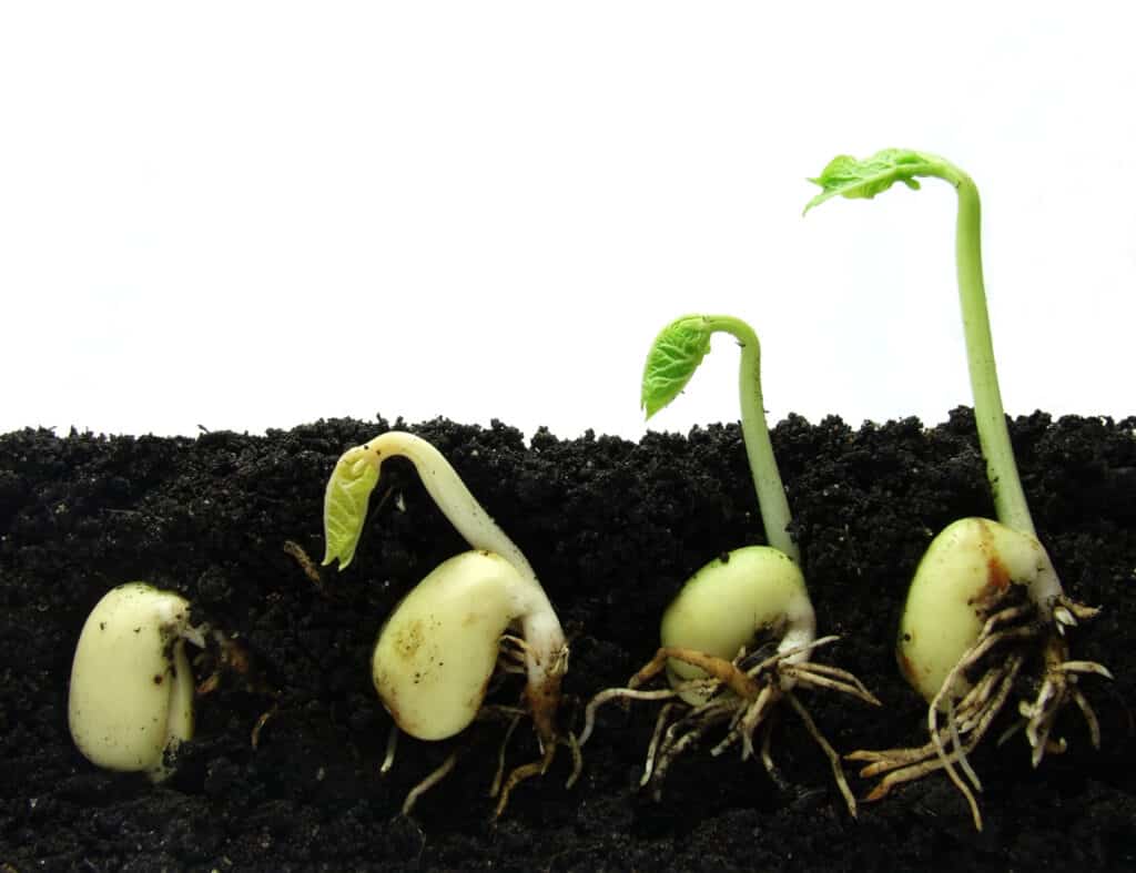 Beans seeds growing in soil