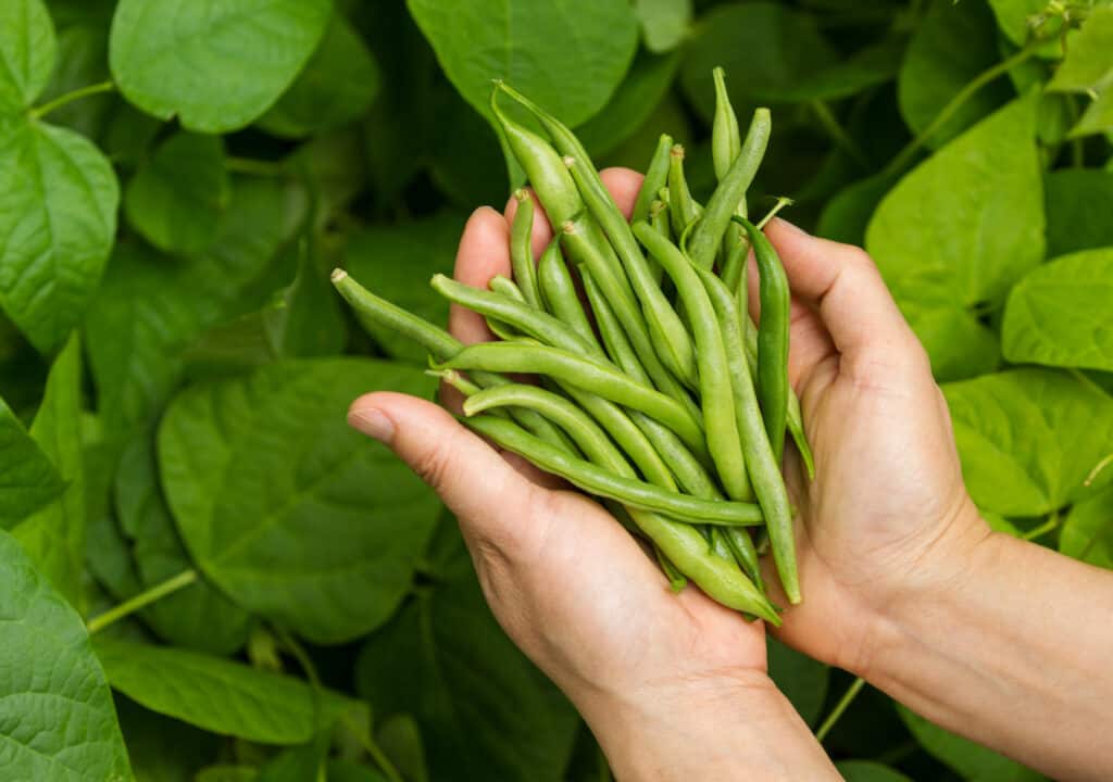 hands holding a bundle of green beans
