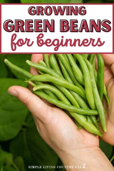 How to Grow Beans for Beginners | Simple Living Country Gal
