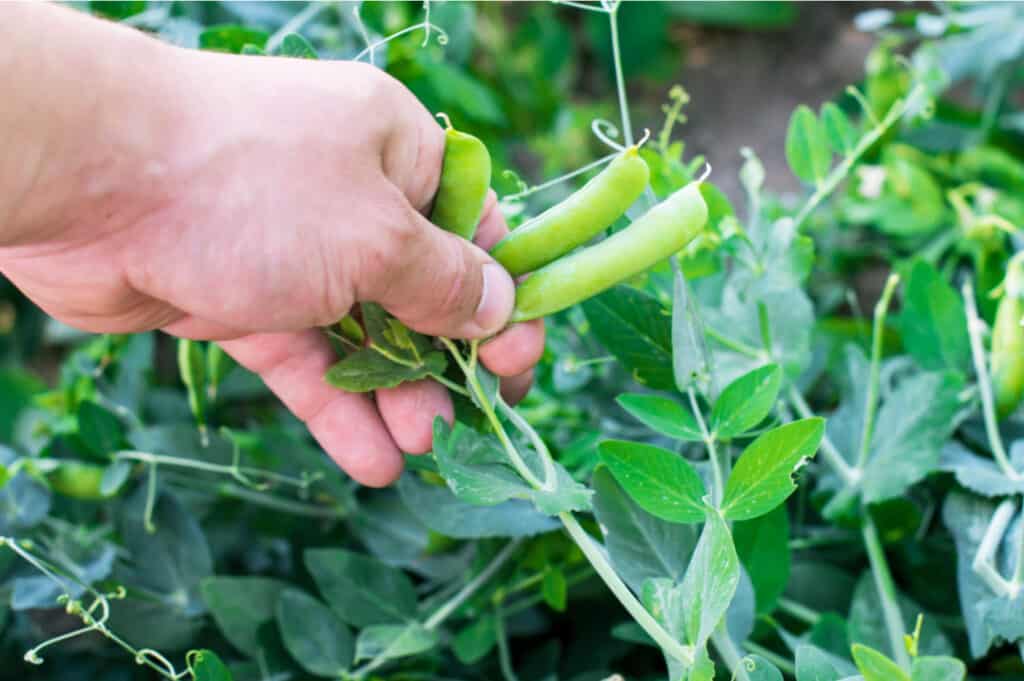 hand picking green beans from a garden